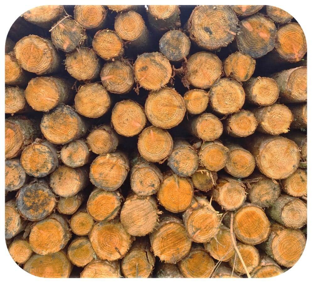 Logs dried in a kiln